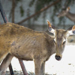 Special deer season set in several MS counties due to Chronic Wasting Disease