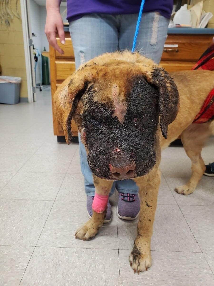 No charges to be filed against person who set dog on fire
