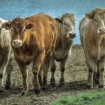 beef cows