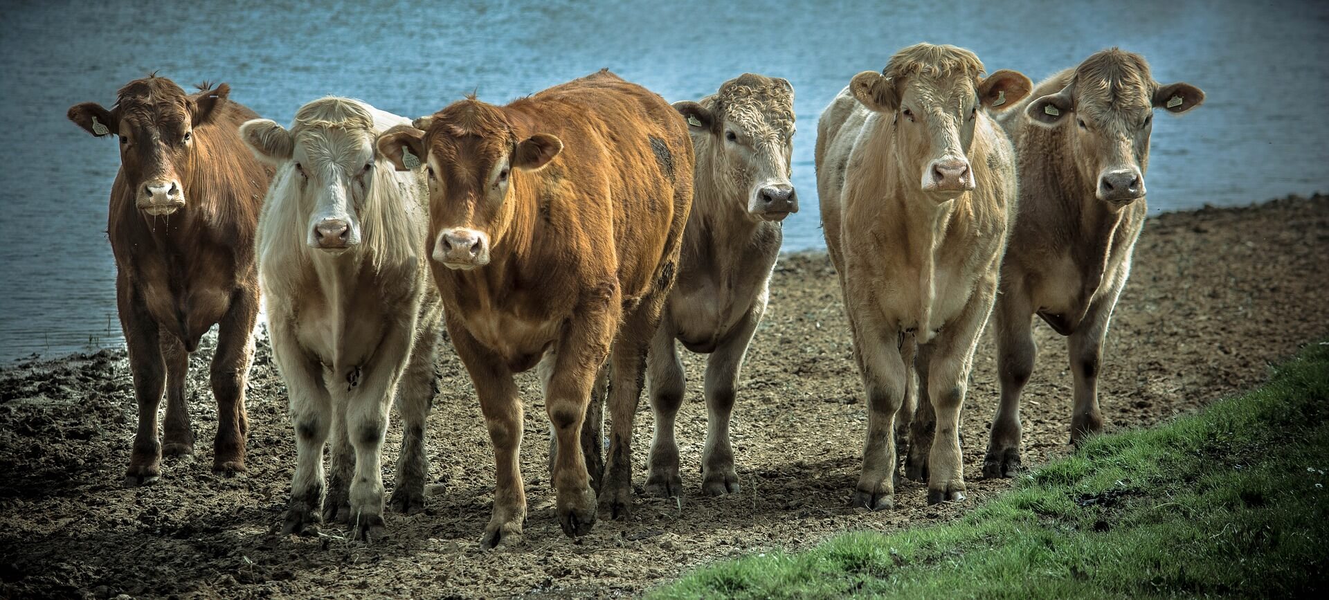 beef cows