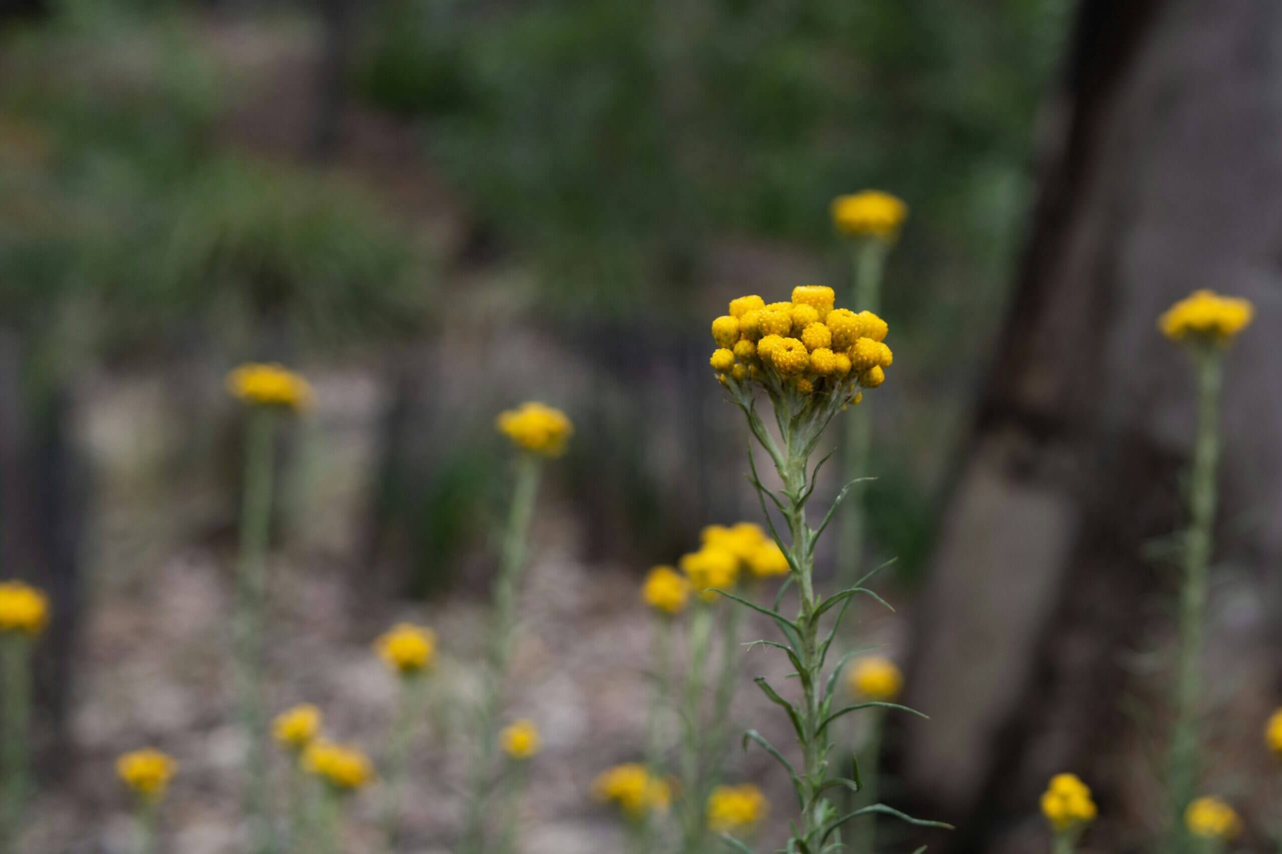 0402 native plants