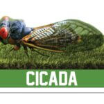 Cicada Bobblehead (2)