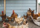 H5N1 Avian Influenza diagnosed in Mississippi poultry flock