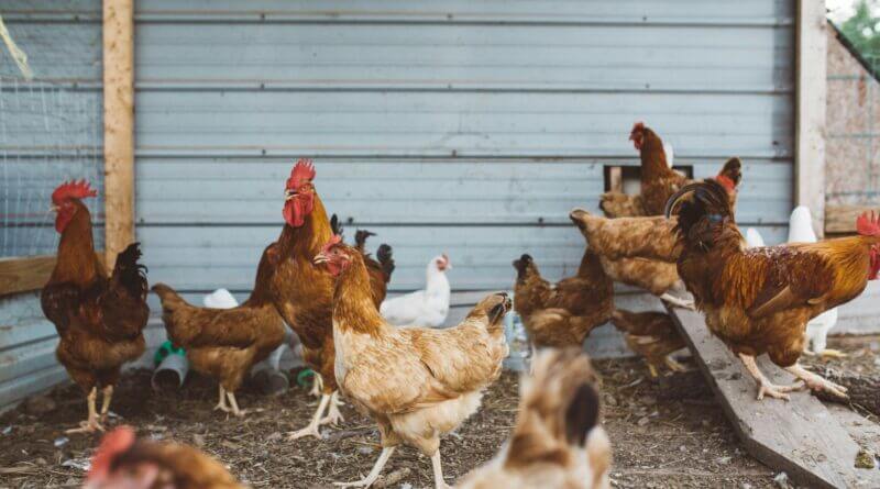 H5N1 Avian Influenza diagnosed in Mississippi poultry flock