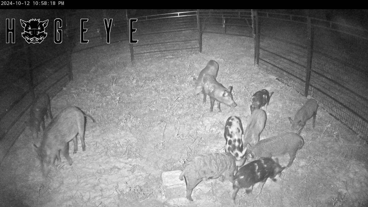 Hog Control February 2025 Wild Hog Control Program application period | Mississippi ...