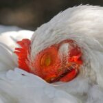 chicken bird flu