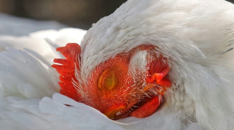 Avian Influenza diagnosed in Noxubee County poultry flock 