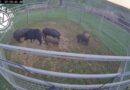 May 2025 Wild Hog Control Program Application Period