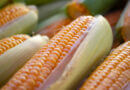 Lynn Jones: How close to plow to the corn