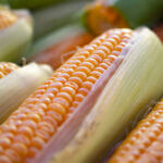 corn