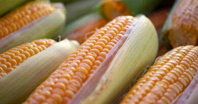Lynn Jones: How close to plow to the corn