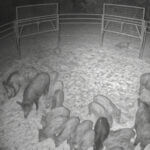 wild hogs