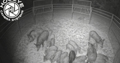 August Wild Hog Control Program application period