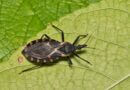 CDC Warns of Deadly ‘Kissing Bug’ Disease in Mississippi