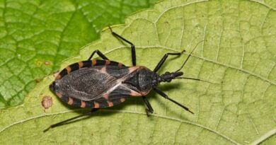CDC Warns of Deadly ‘Kissing Bug’ Disease in Mississippi