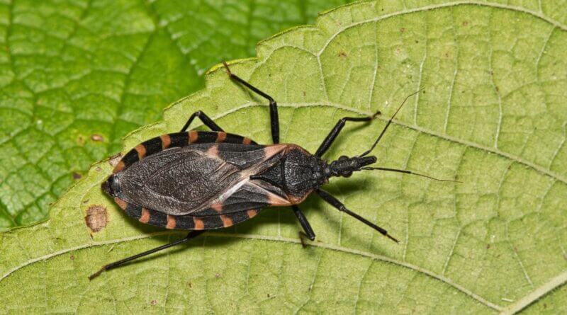 CDC Warns of Deadly ‘Kissing Bug’ Disease in Mississippi