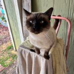 Male Cat Reunited with Owner in Local Community Male Cat Reunited with Owner in Local Community