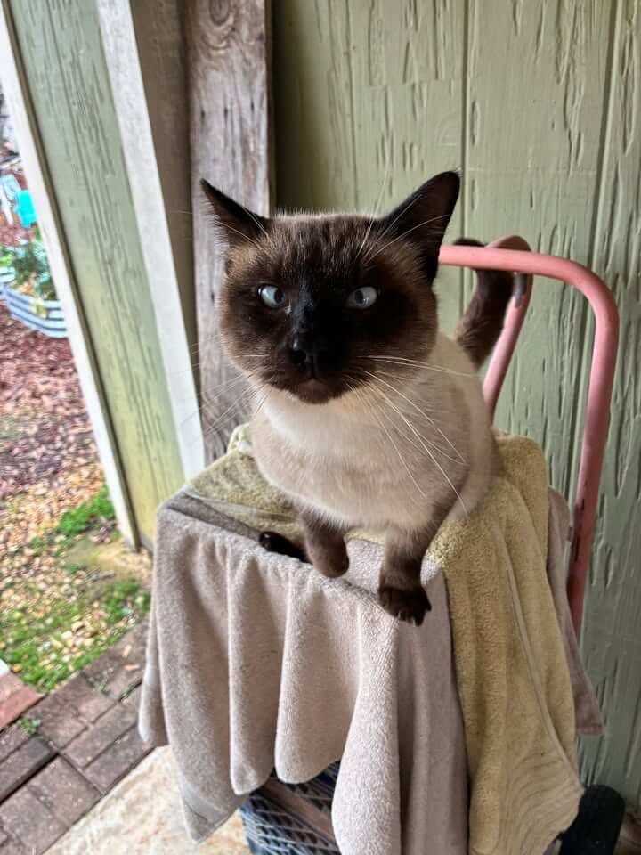 Male Cat Reunited with Owner in Local Community