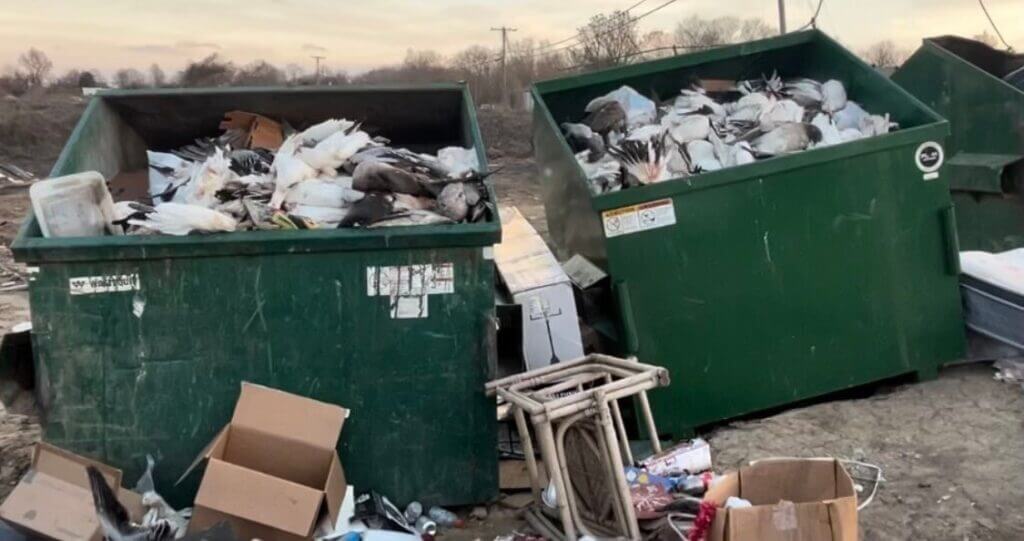 Yazoo County Sheriff’s Office Investigates Illegal Geese Killing and Dumping