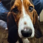 Town of Taylor posts about found dog Town of Taylor posts about found dog