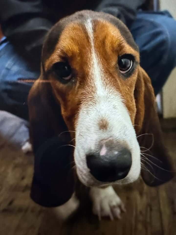 Town of Taylor posts about found dog
