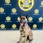 Hinds County K-9 Deuce to receive body armor from charity donation Hinds County K-9 Deuce to receive body armor from charity donation