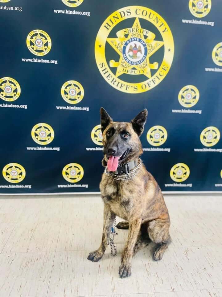 Hinds County K9 Deuce to Receive Bullet-Resistant Vest via Donation