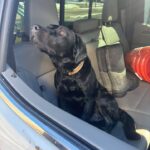 Finder holds dog found near Campus Walk Finder holds dog found near Campus Walk