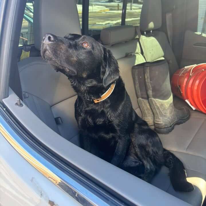 Finder holds dog found near Campus Walk