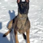 Dagger gets leg out of sling, enjoys snow day Dagger gets leg out of sling, enjoys snow day