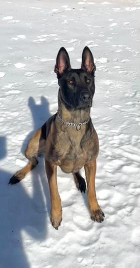 Dagger gets leg out of sling, enjoys snow day