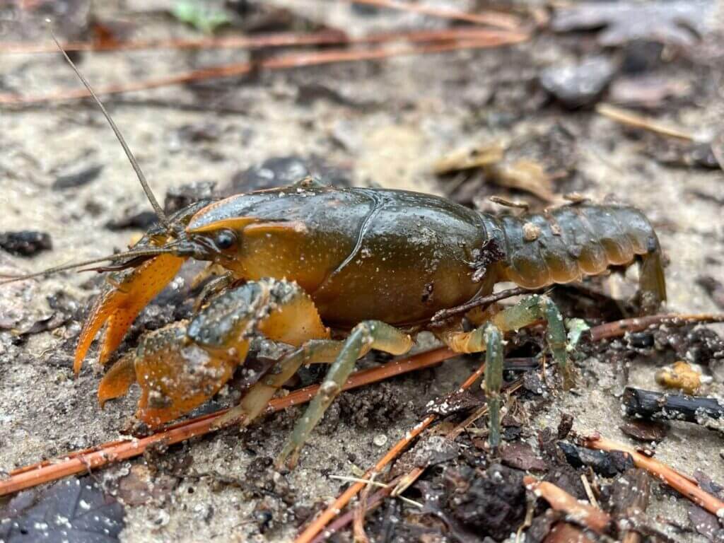 Mississippi Museum debuts CrawFest to celebrate iconic crawfish