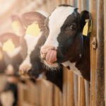 Mississippi celebrates National Ag Day with cow-milking contest Mississippi celebrates National Ag Day with cow-milking contest