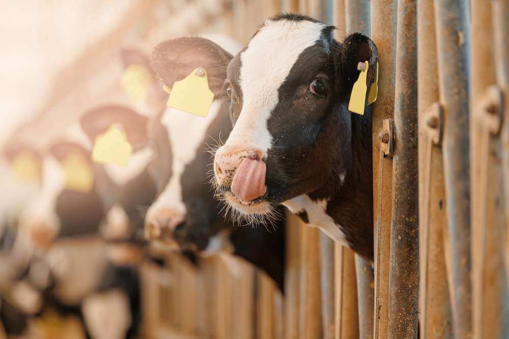 Mississippi celebrates National Ag Day with cow-milking contest