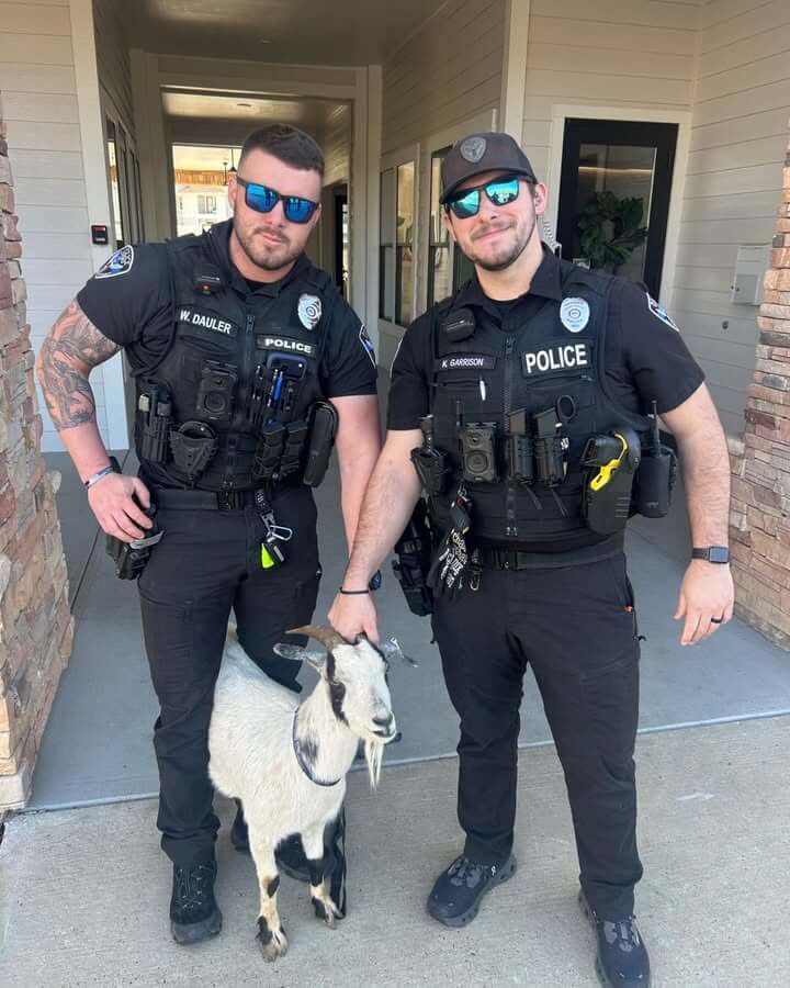Officers round up runaway goat at Azul Apartments