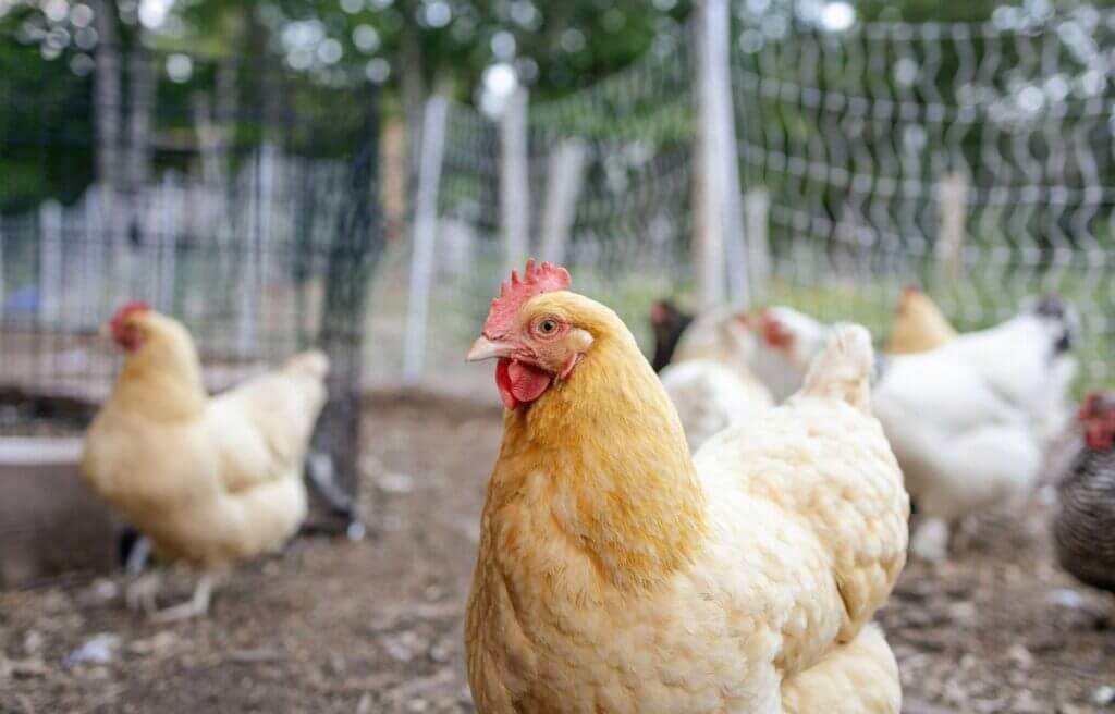 Tractor Supply expert advises on building backyard chicken flock