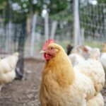 Tractor Supply expert advises on building backyard chicken flock Tractor Supply expert advises on building backyard chicken flock
