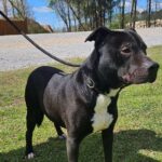 Rankin County shelter cuts adoption fees as kennels fill Rankin County shelter cuts adoption fees as kennels fill