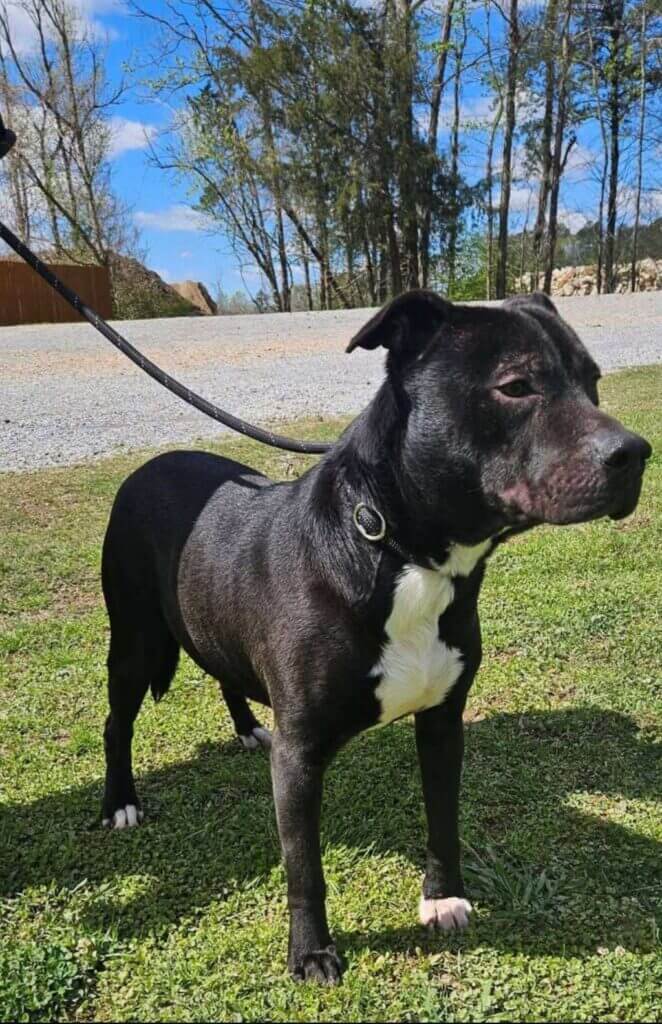 Rankin County shelter cuts adoption fees as kennels fill