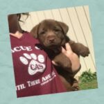Copiah animal shelter seeks foster homes as kennels reach capacity Copiah animal shelter seeks foster homes as kennels reach capacity