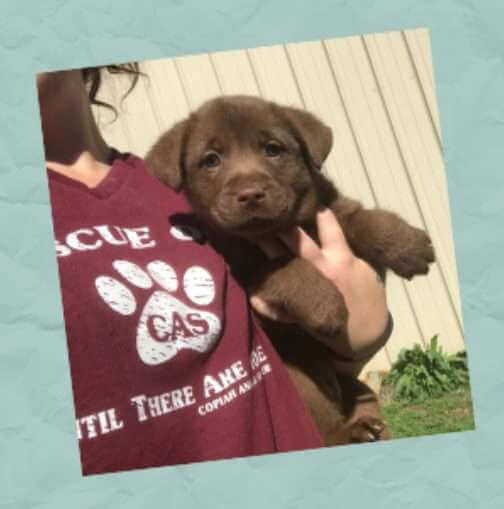 Copiah animal shelter seeks foster homes as kennels reach capacity