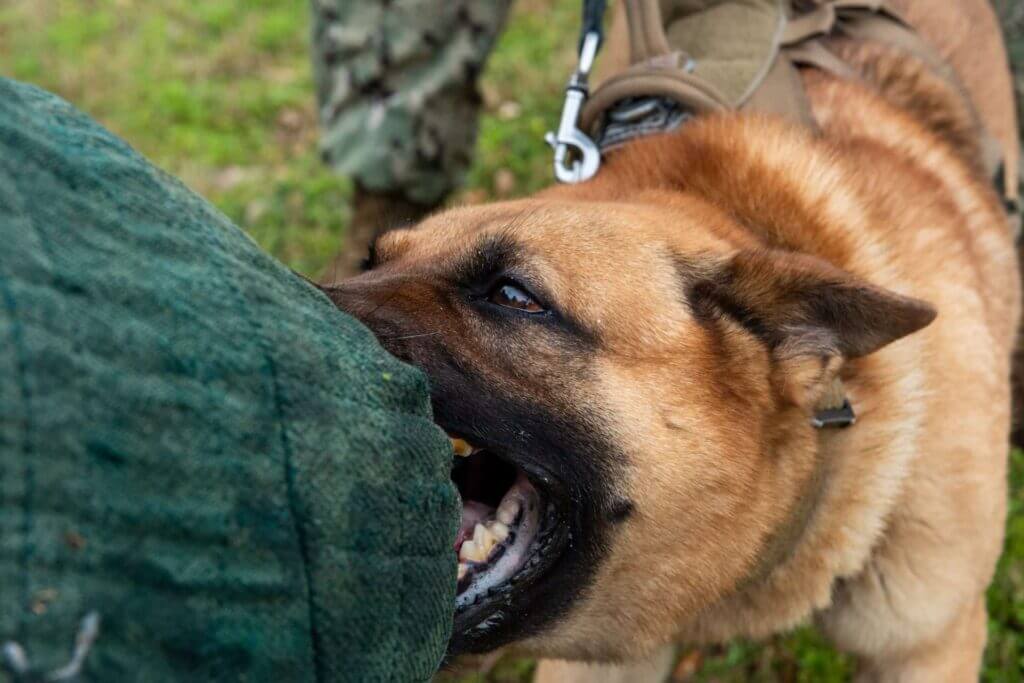 Nation honors K-9 veterans on March 13