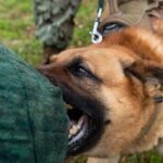 Nation honors K-9 veterans on March 13 Nation honors K-9 veterans on March 13