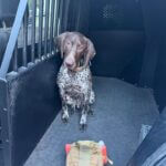 MSU vet school trains area law enforcement K9s in medical care MSU vet school trains area law enforcement K9s in medical care