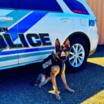 Southaven K-9s receive bullet, stab protective vests Southaven K-9s receive bullet, stab protective vests
