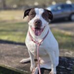 Maggie waits more than three years for forever home Maggie waits more than three years for forever home