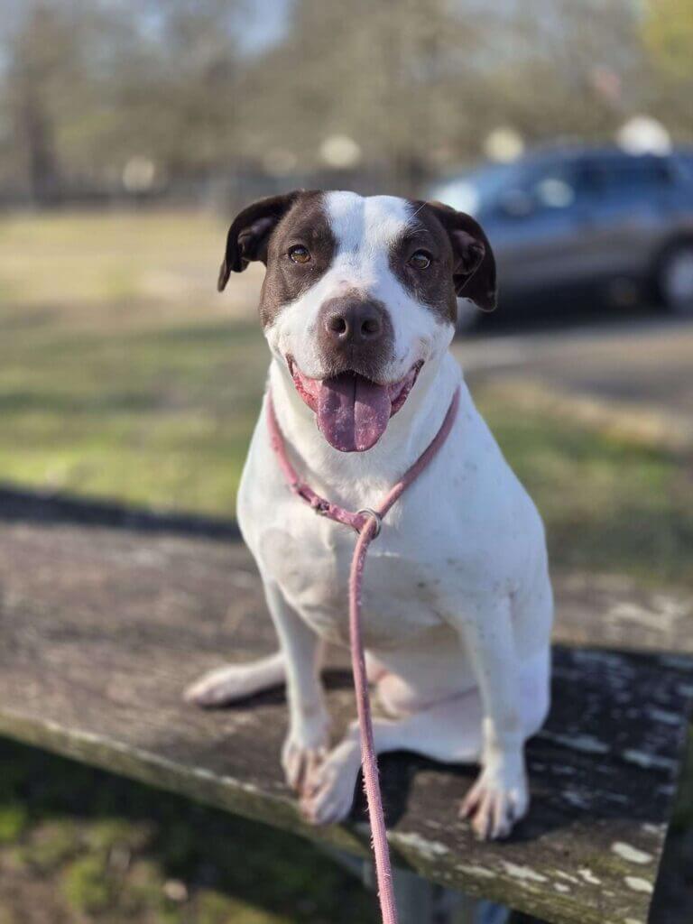 Maggie waits more than three years for forever home