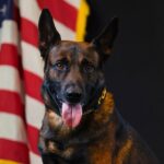 Vicksburg police honor K9 veterans on National K9 Veterans Day Vicksburg police honor K9 veterans on National K9 Veterans Day