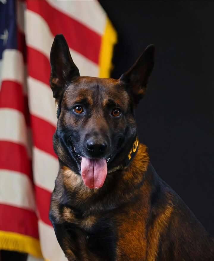 Vicksburg police honor K9 veterans on National K9 Veterans Day