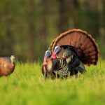 Mississippi opens 2026 spring wild turkey season March 14 Mississippi opens 2026 spring wild turkey season March 14